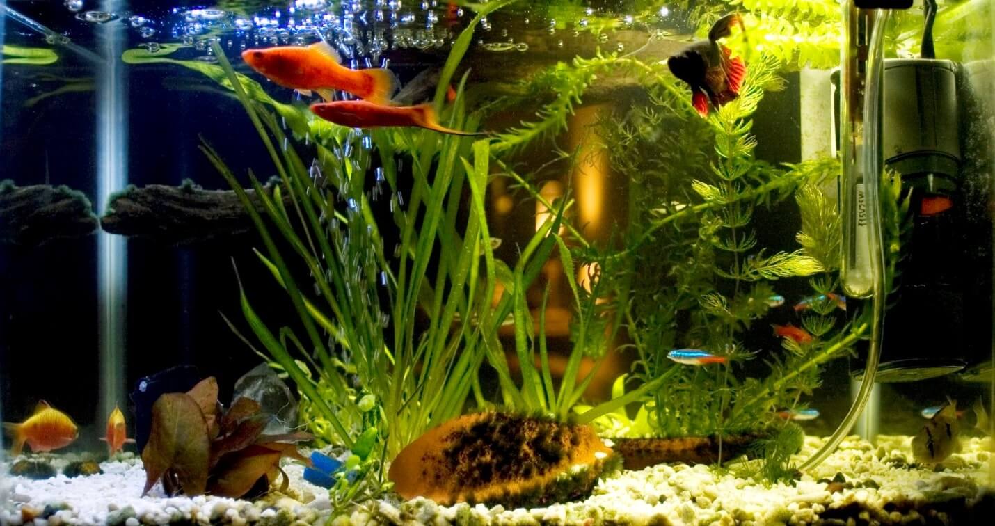 В новый аквариум запустили 18 рыбок